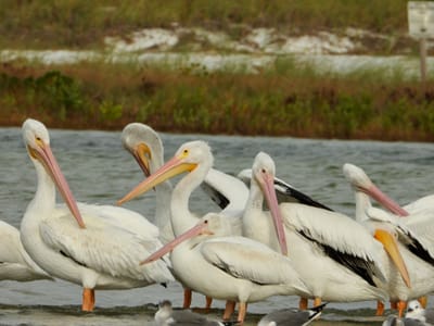 About ten American white pelicans stand in shallow water at the edge of a sandbar, with laughing gulls resting on the wet sand in the foreground and a low grass-covered dune behind them.